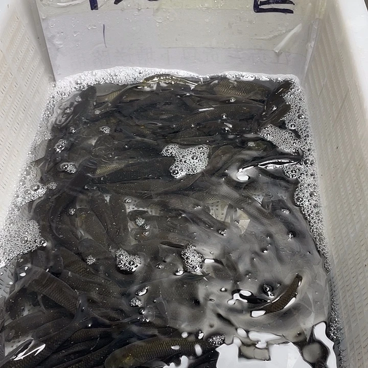 海水鱼吃浮萍菜叶子