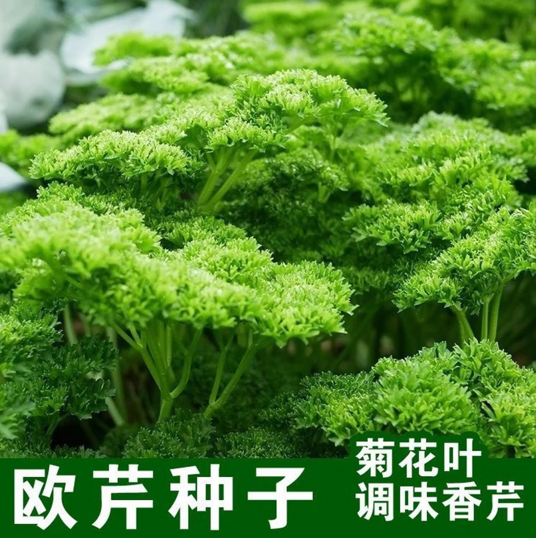 【欧芹种子】家庭阳台小院盆栽地栽四季种植