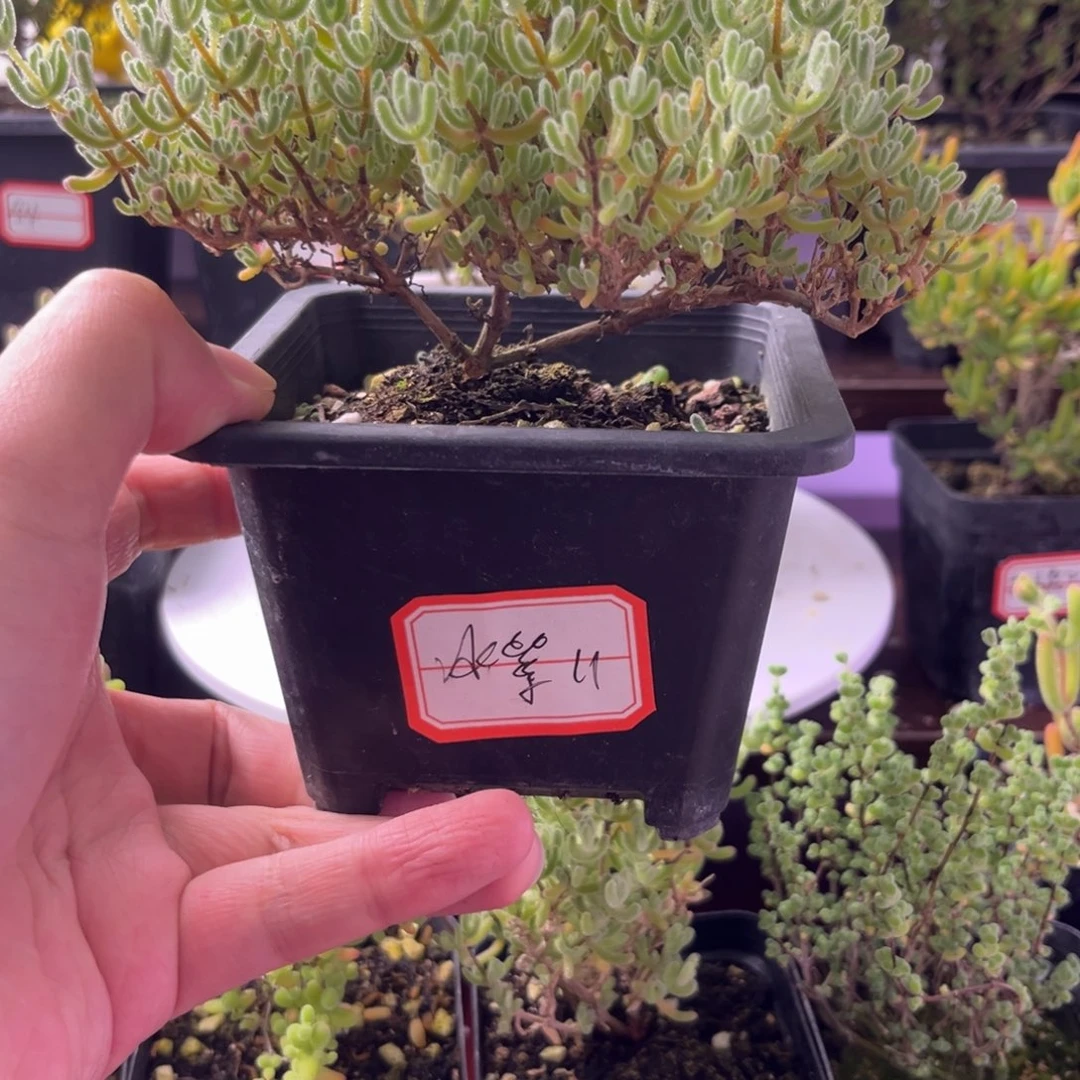 冰紫11。  大冠幅十方盆