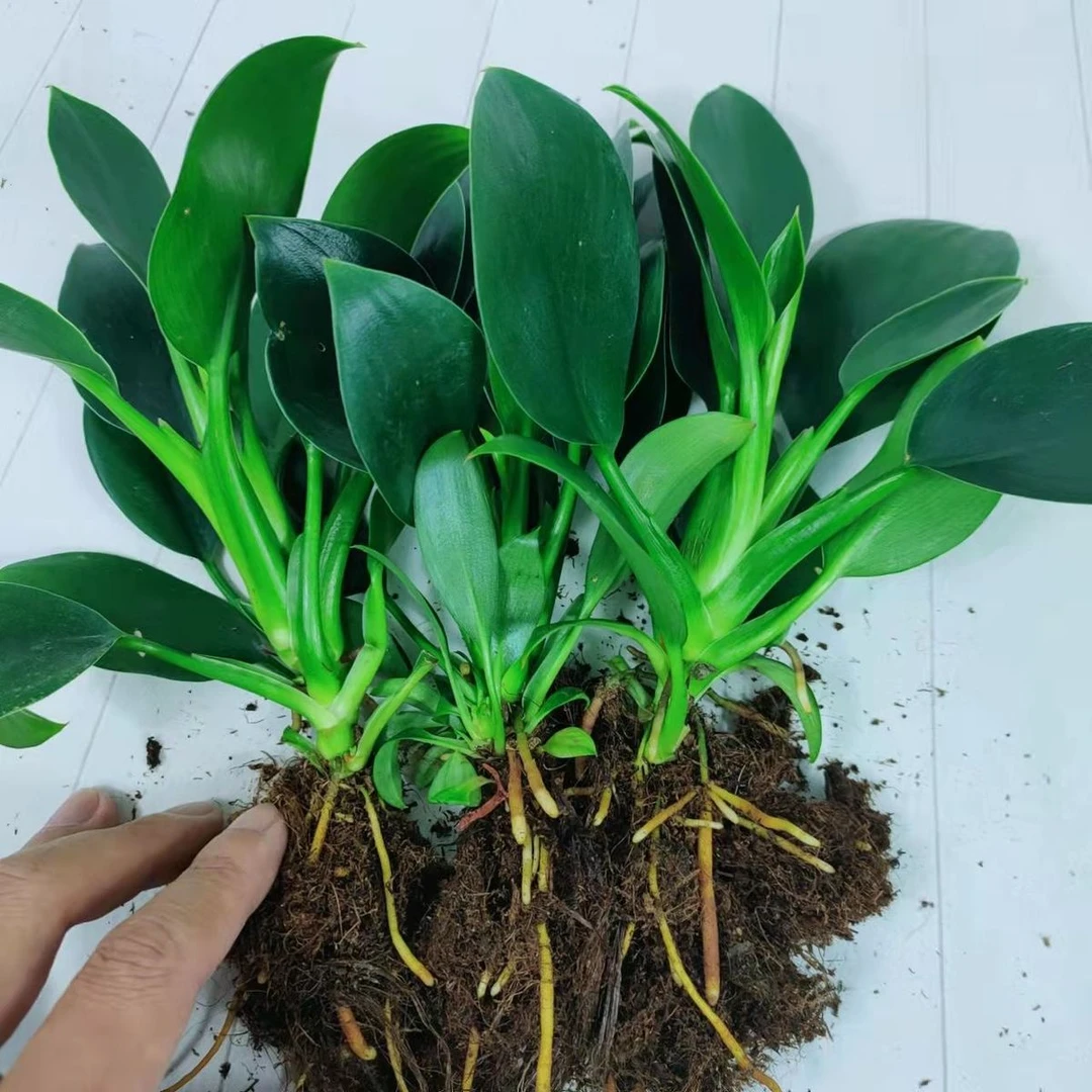 【1万人好评】9绿公主盆栽植物金钻办公室内好养四季常青吸甲醛花