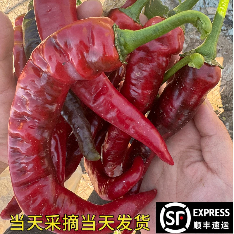 【顺丰发货本地红辣椒】江西上饶本地辣椒微辣皮薄肉厚现摘现发