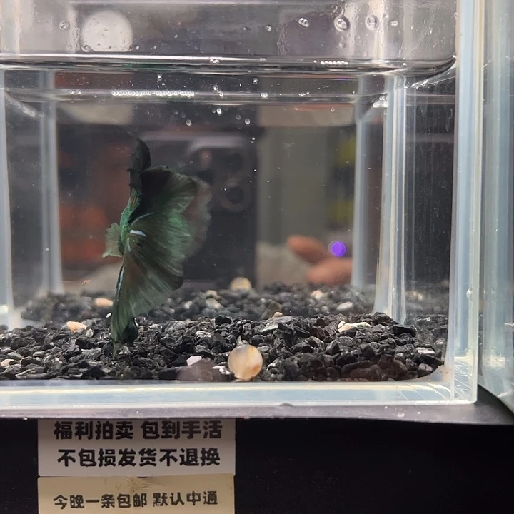 斗鱼竞拍跑单拉黑18日21