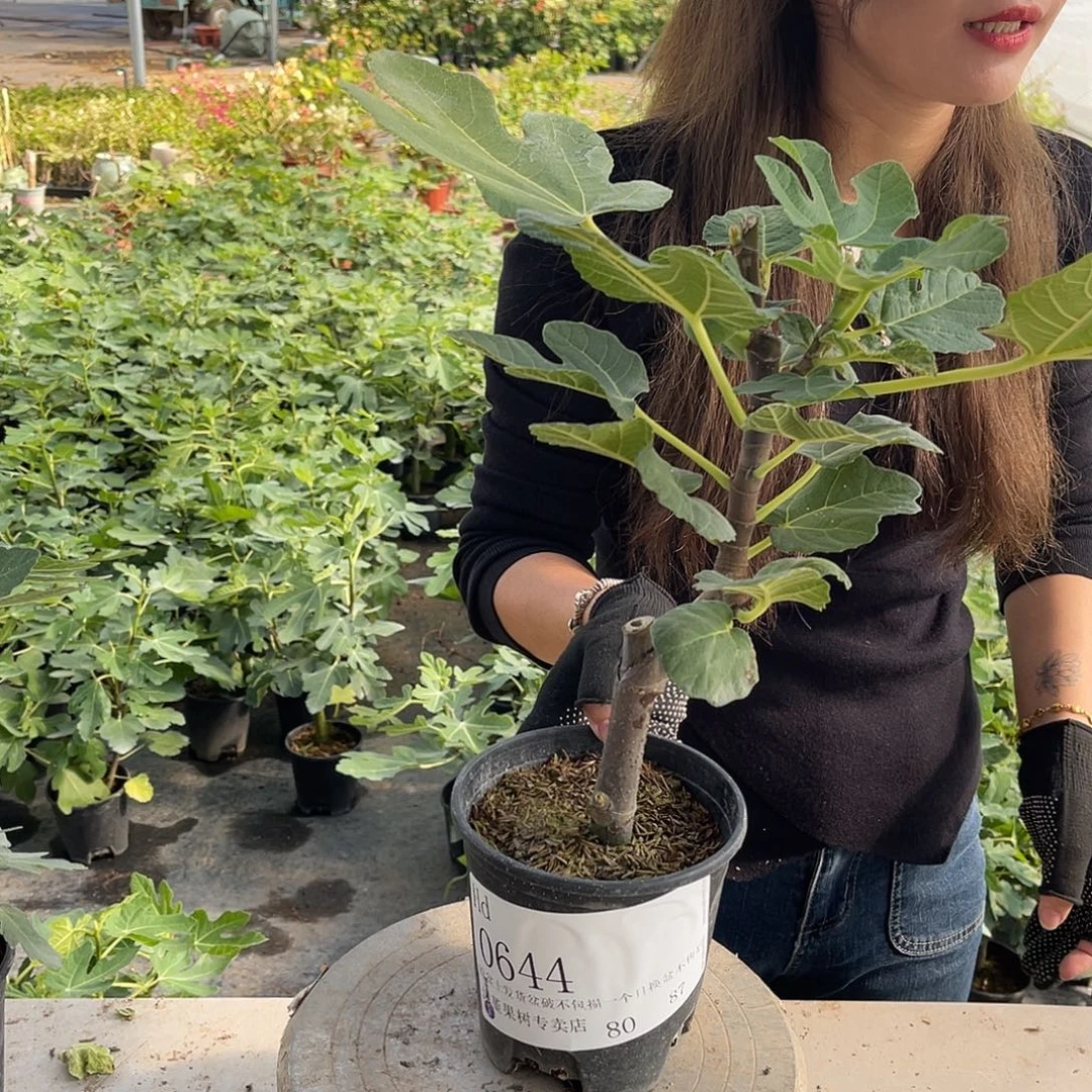 格莱斯无花果果苗