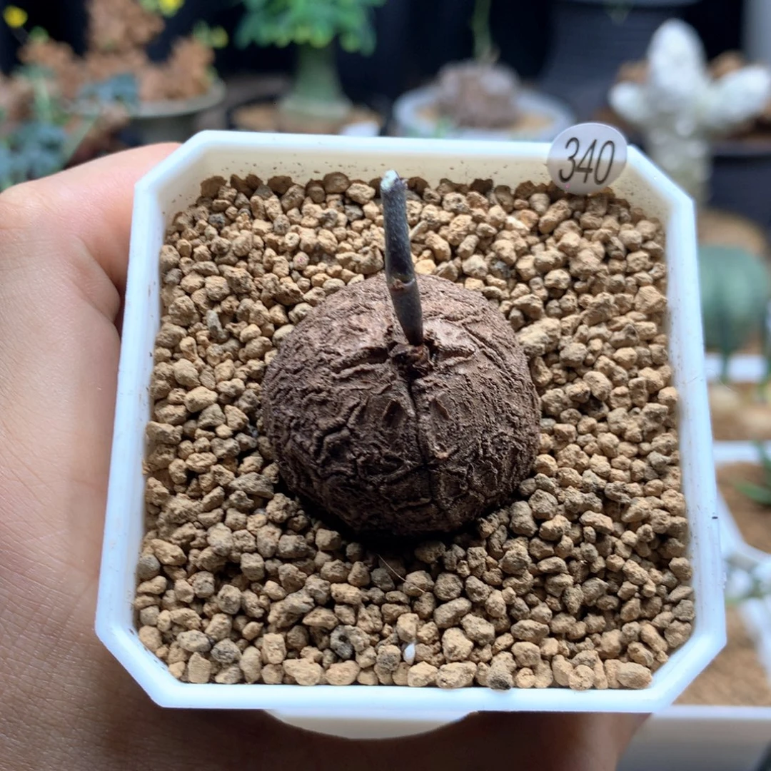 南非龟甲龙带盆发货340