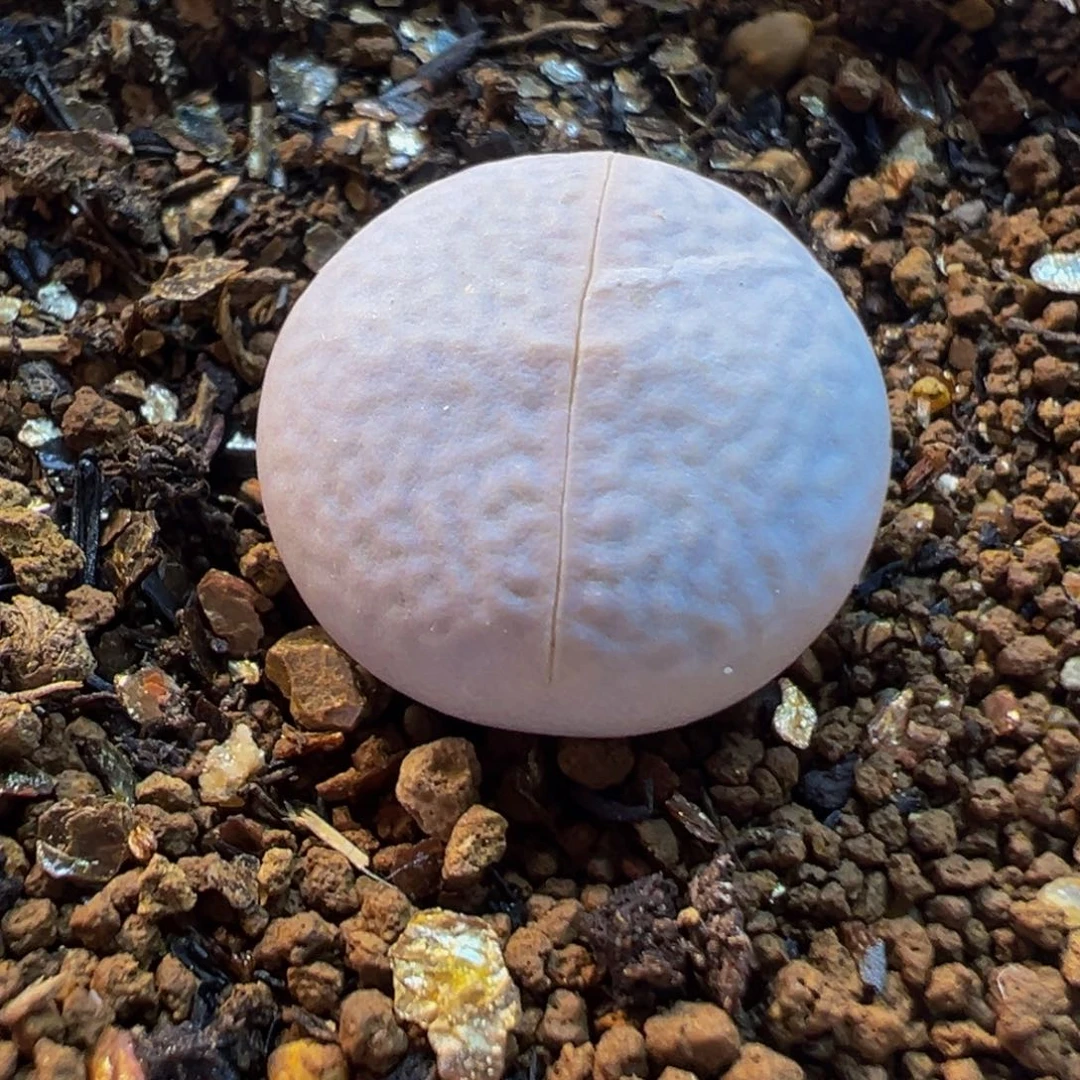 785多肉植物种类多样