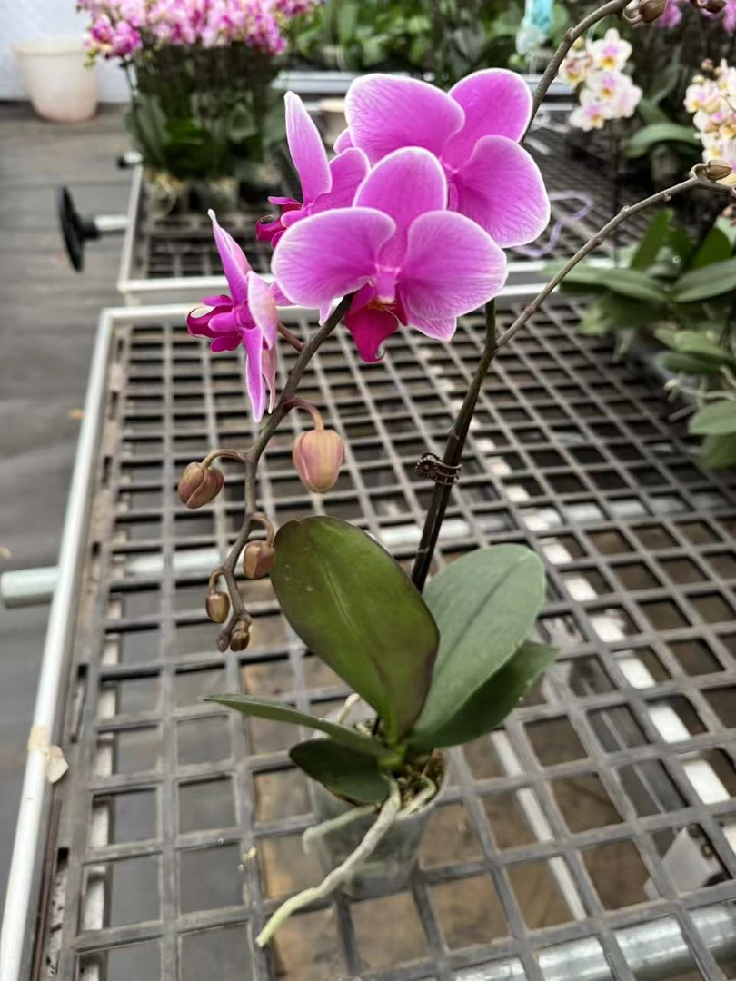 蝴蝶兰[CJ333]室内精品花卉昆明直发