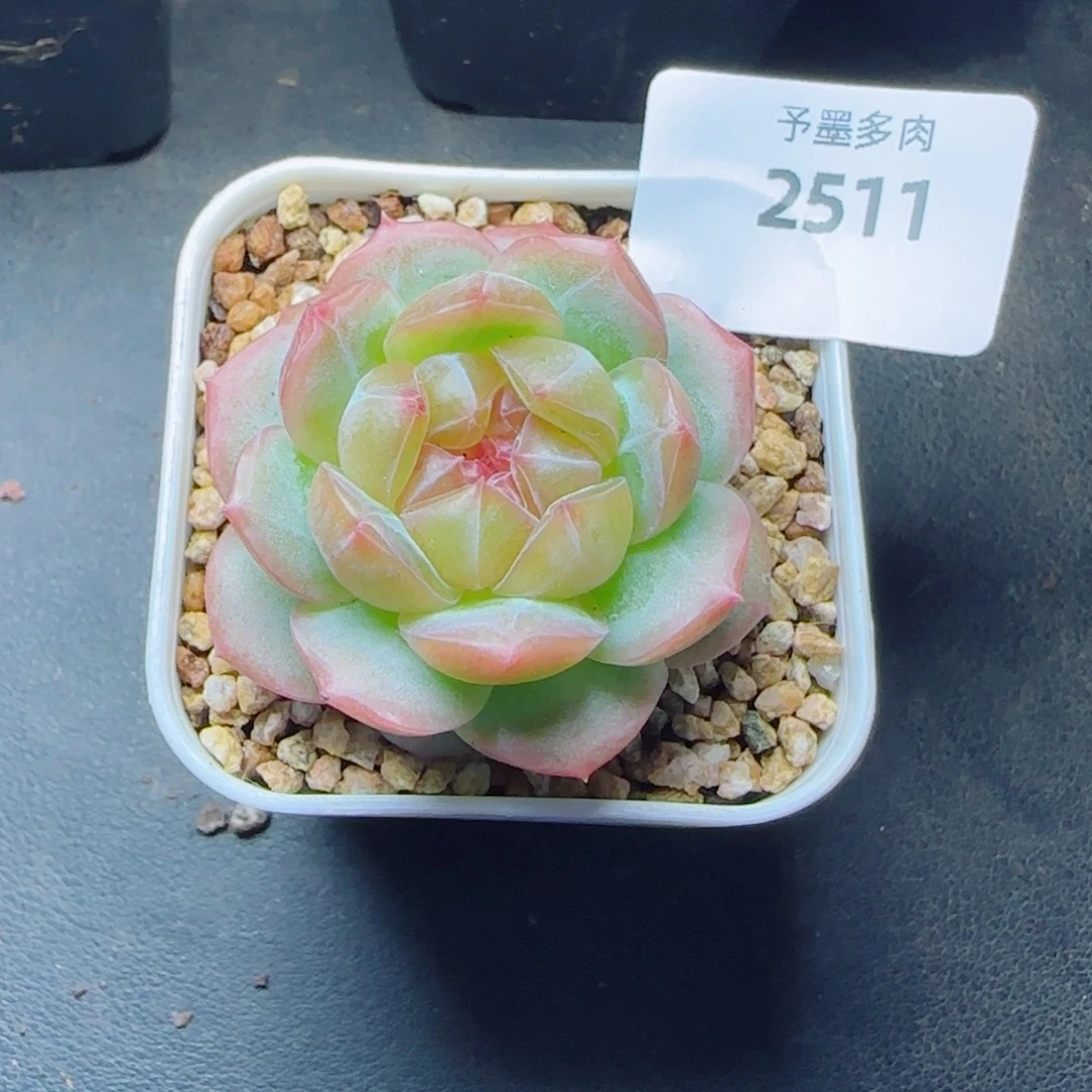 栀子花，2511多肉植物