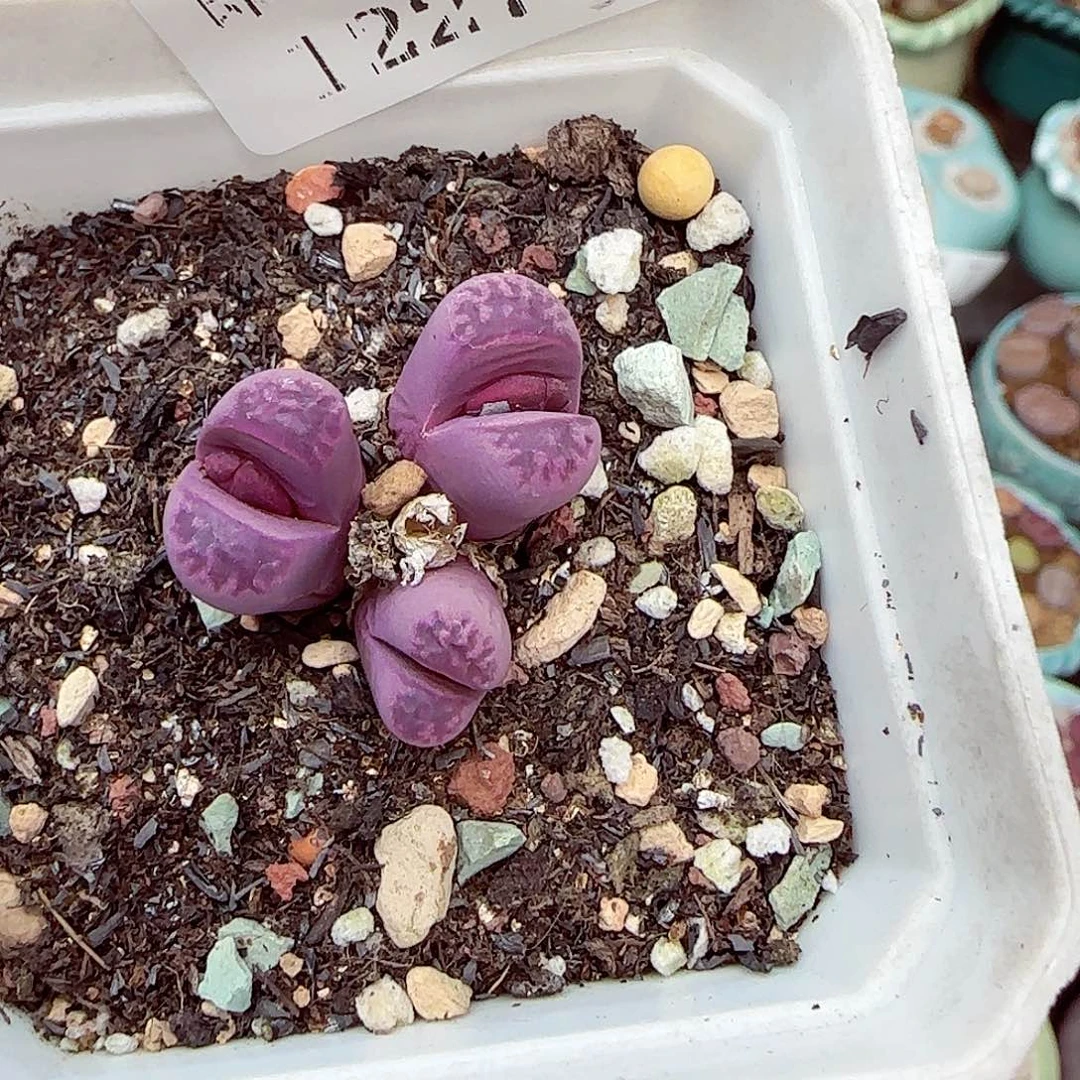 生石花满18包邮1227-11