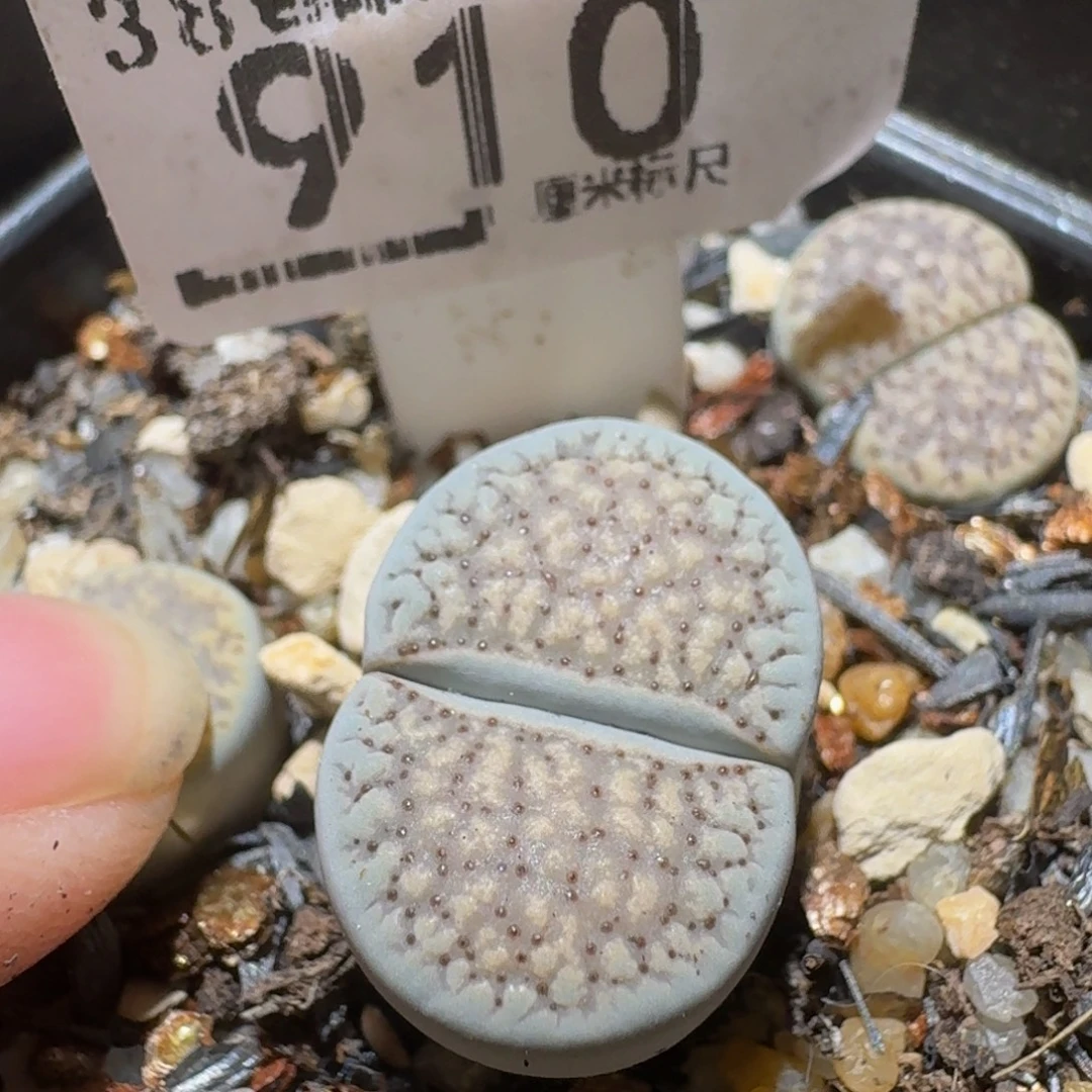 Ssss精品生石花910