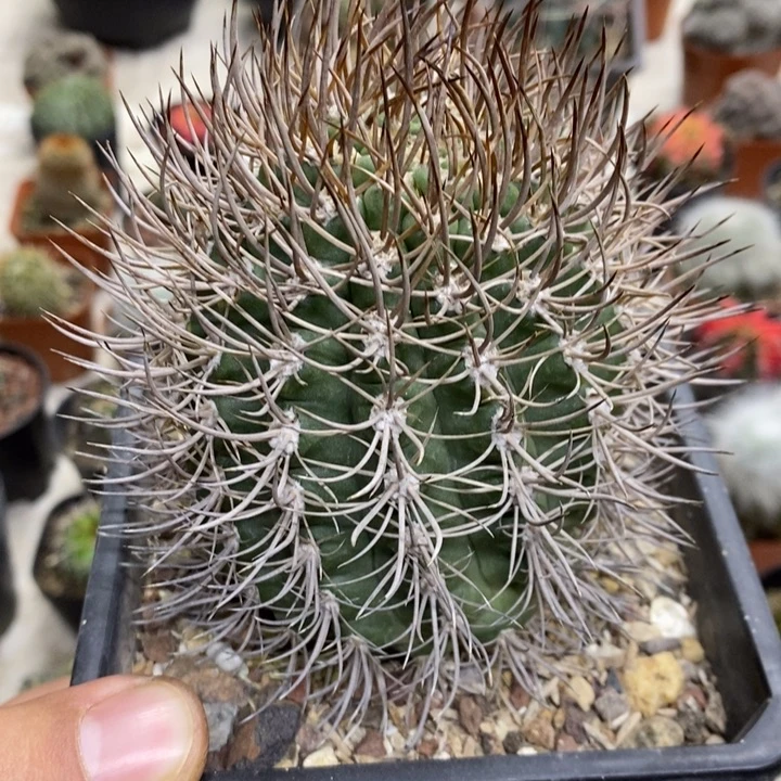 狂刺逆豹丸特价福利