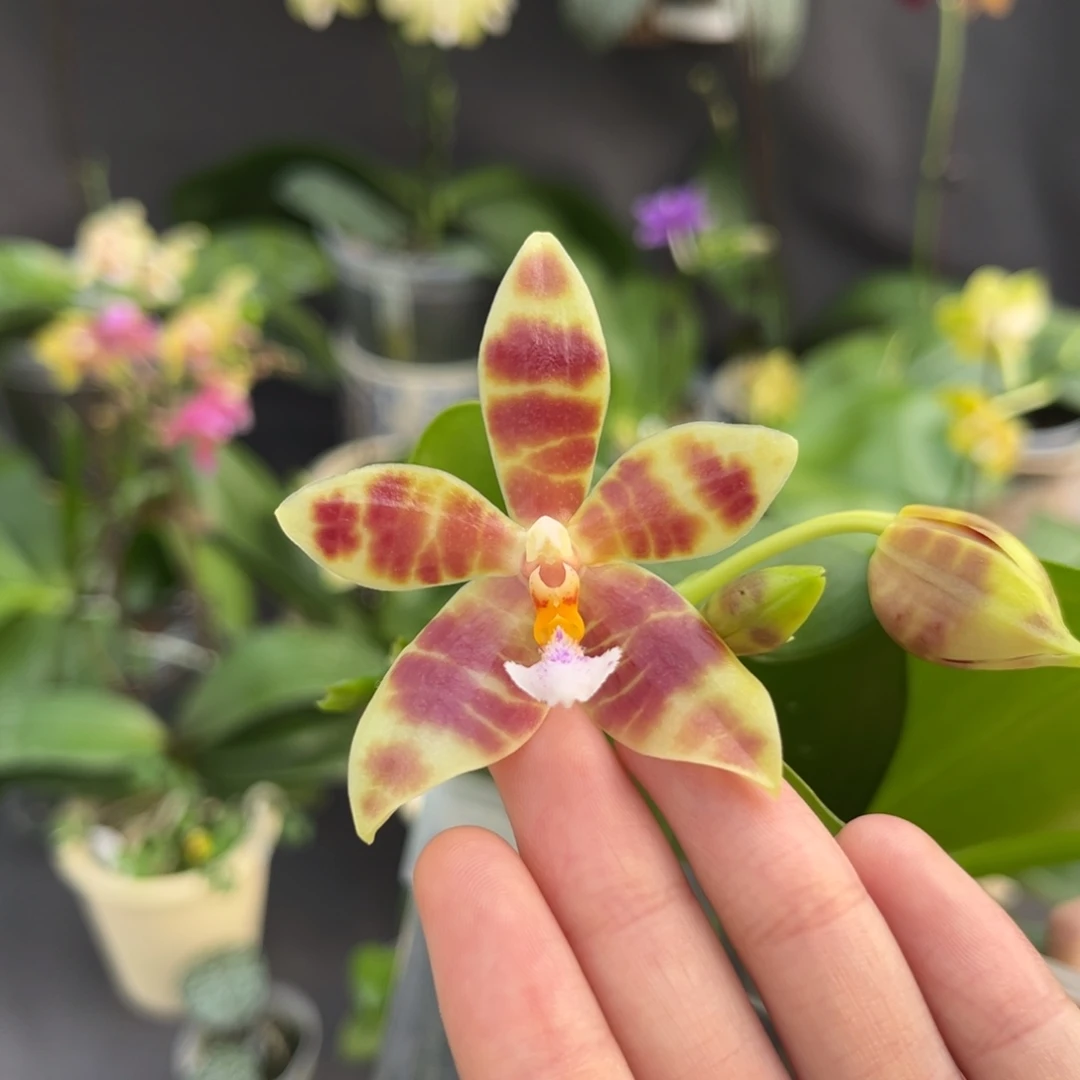 完全开放4寸21hb开花株