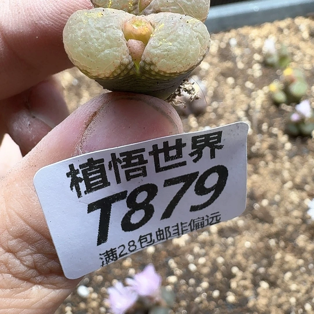 多肉植物的人生fgg