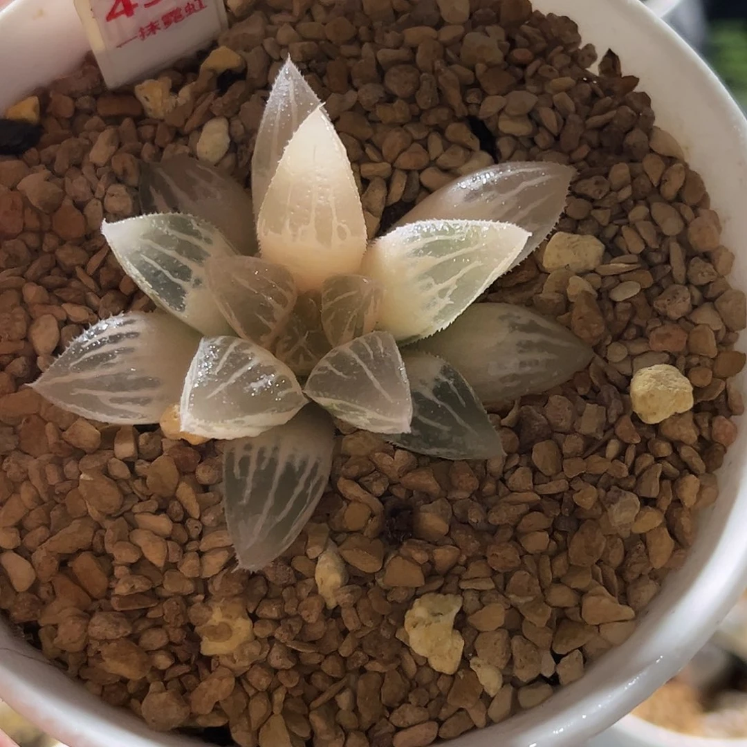 433糊斑冰砂糖寿锦福利福利