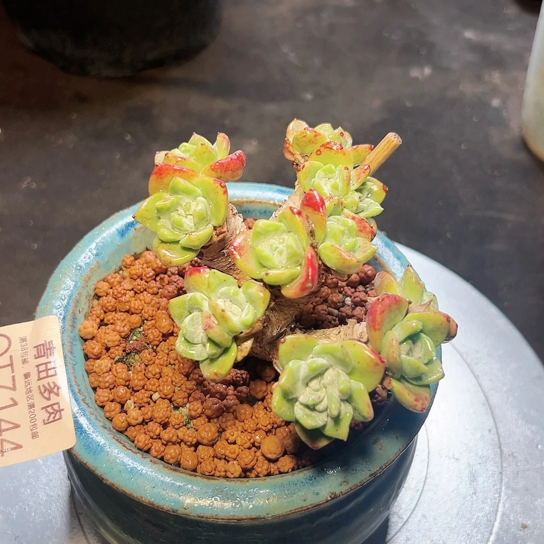 小鹿多肉一物一拍7144