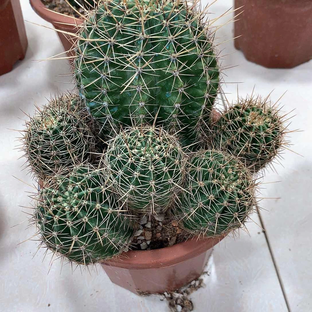 2646实生彩草轮痴专拍