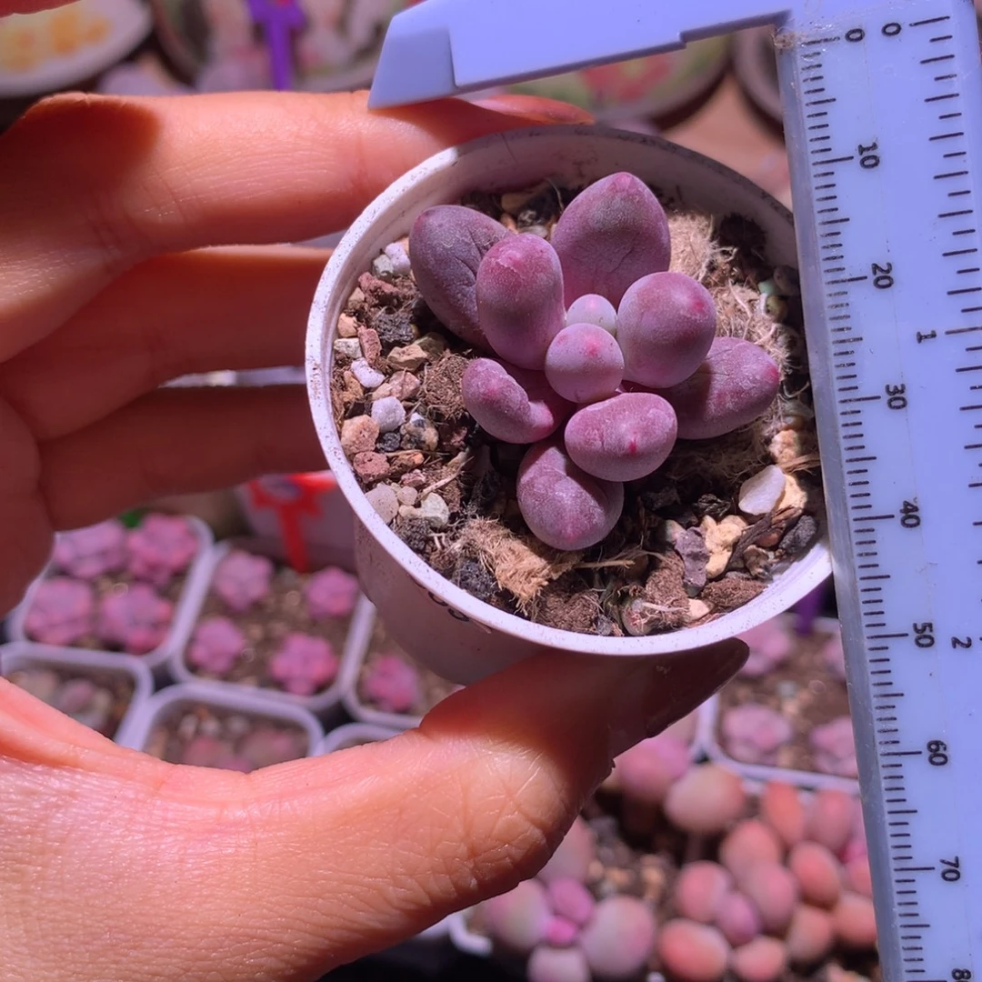 仙子奶酪砍头 不凑满28元发一片叶 不售后 到付