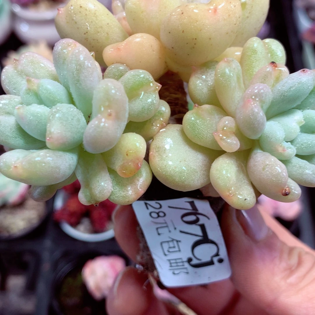 5厘米盆精控多肉767