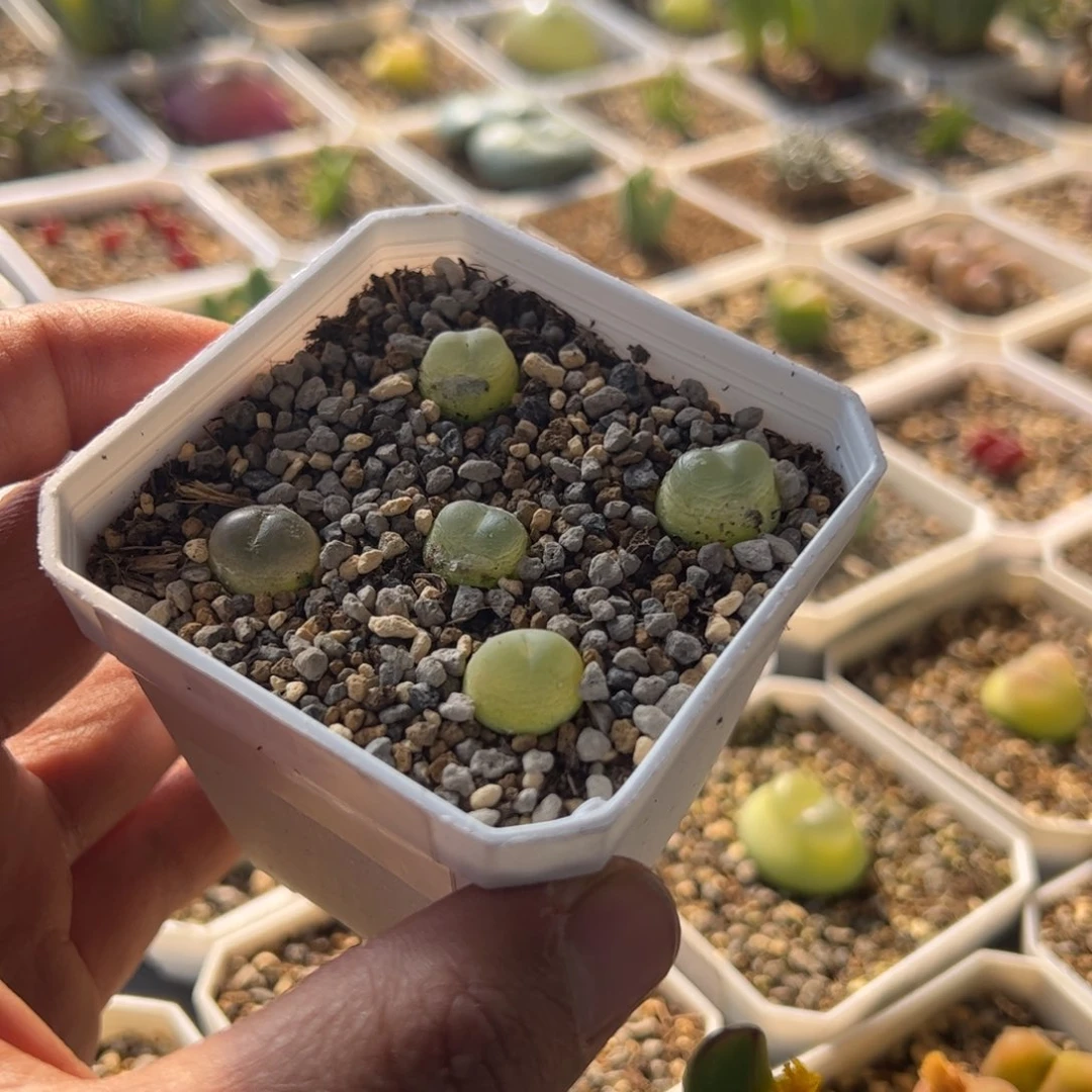 11.19拉登多肉，63