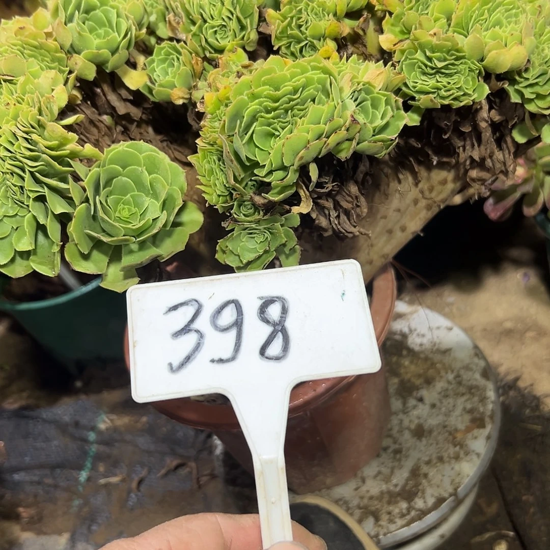 多肉植物绿羊绒缀花398