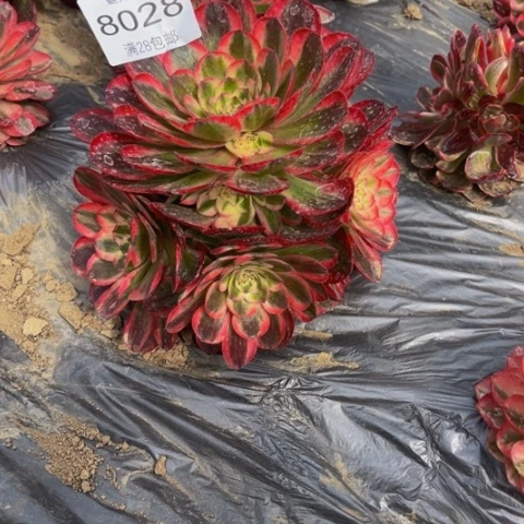 倾城的的8028多人