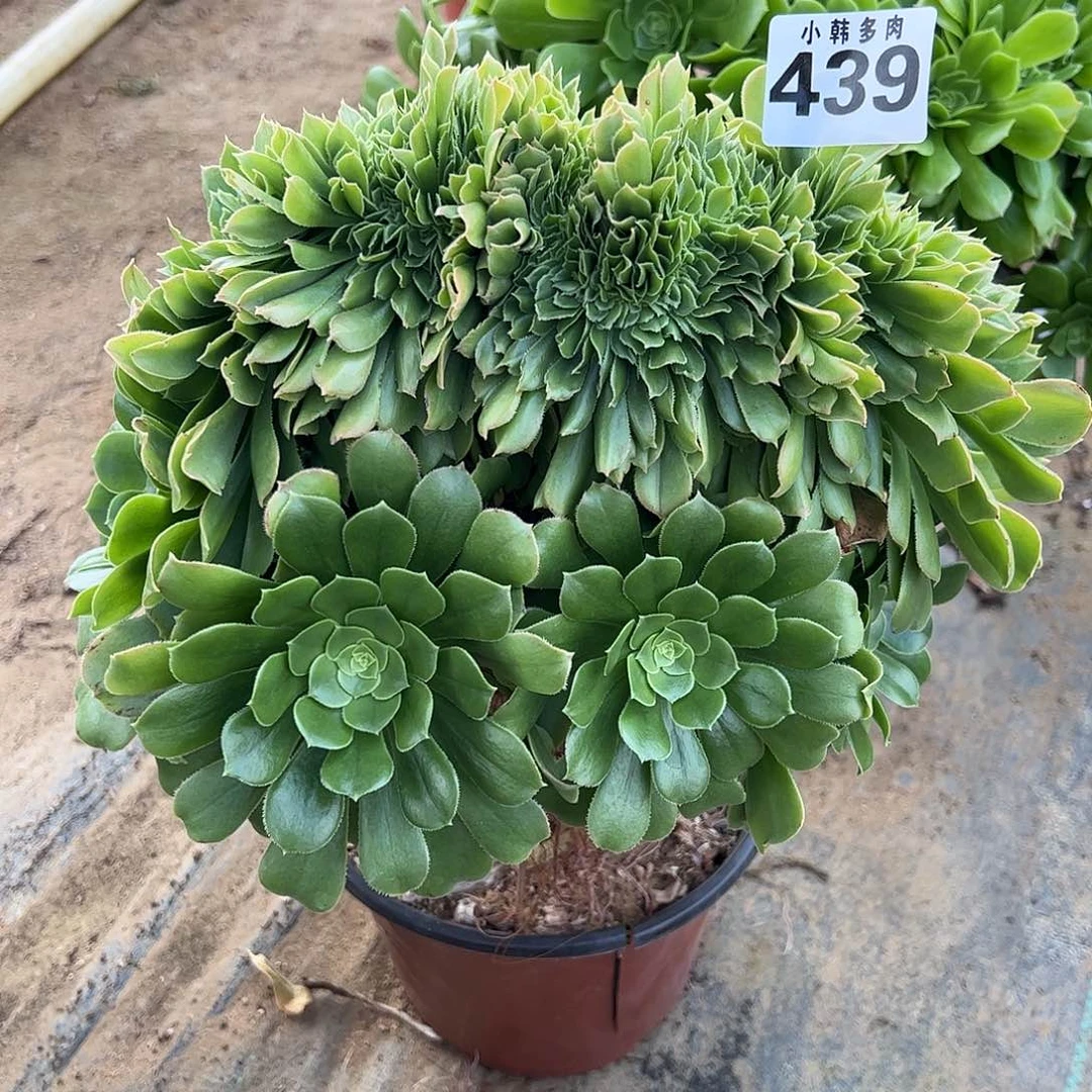 439绿羊绒缀化一颗
