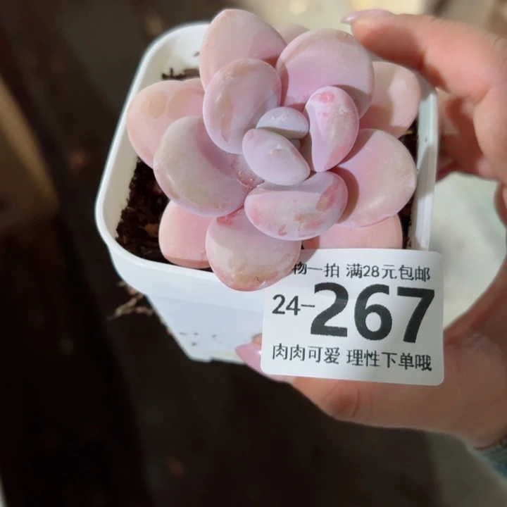 粉兔无盆土发货无盆土发货无