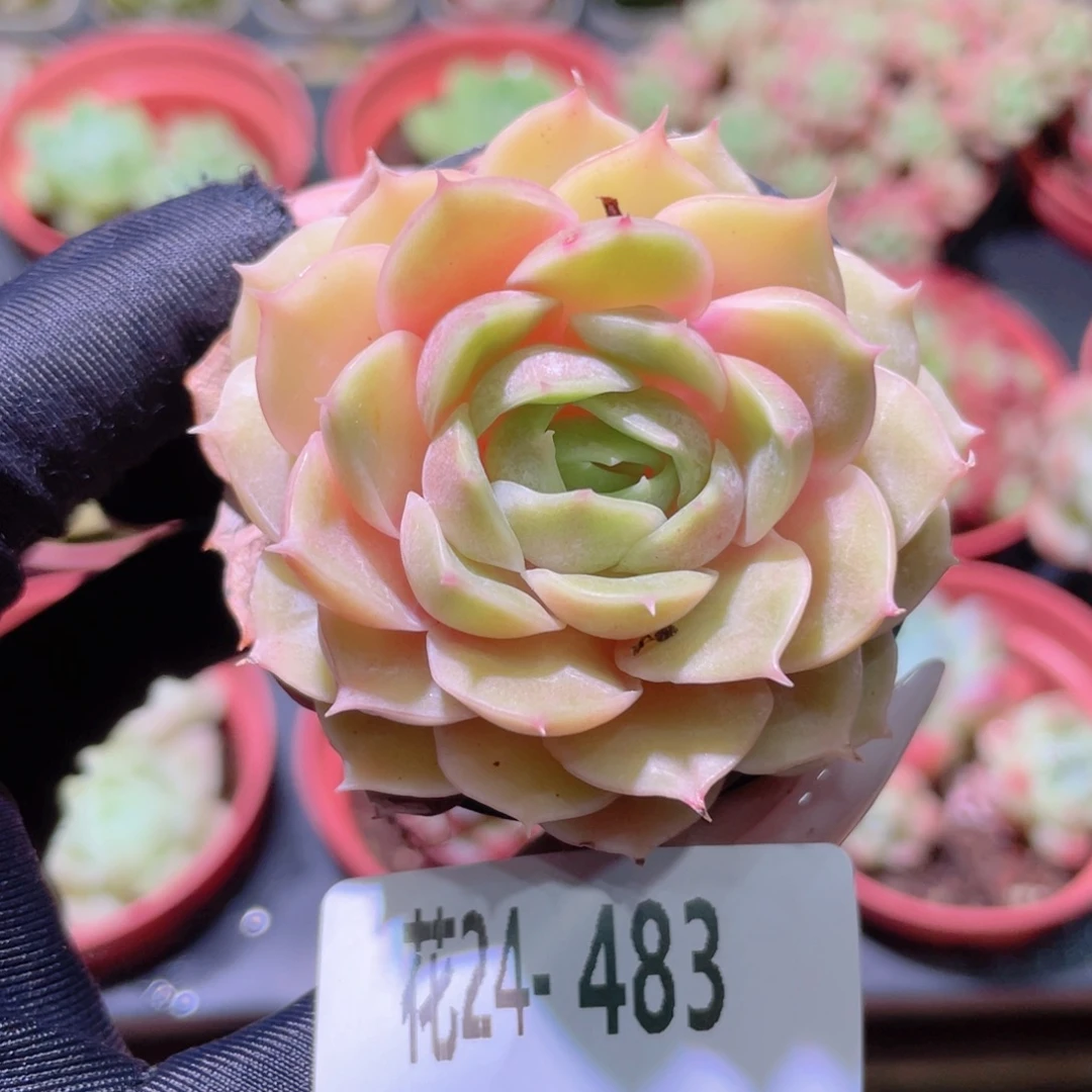 花利美24-483昂斯诺