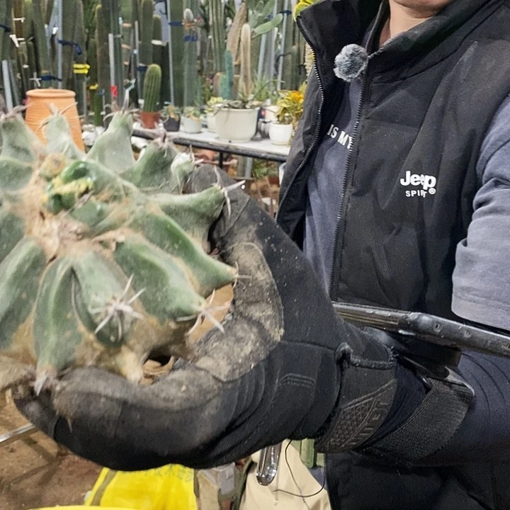 聂***22号拍品。