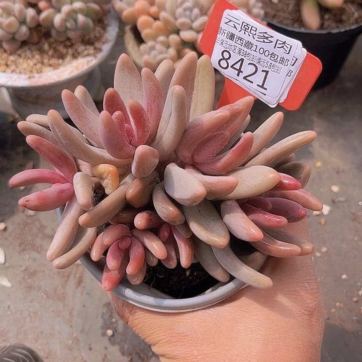 8421红手指。
