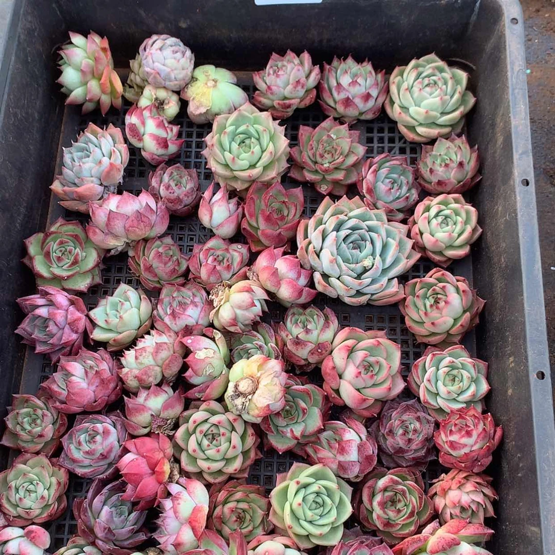 【闪购商品】云174号