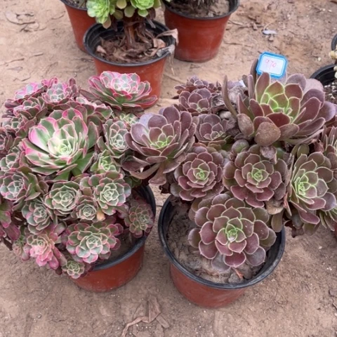 970多肉植物组合，