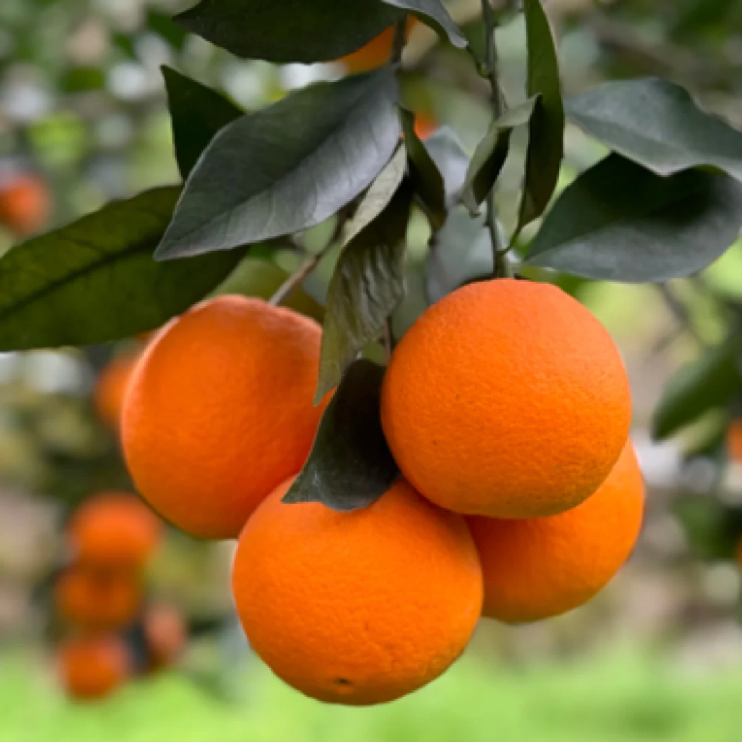 中华红橙，橙味浓郁，三斤装