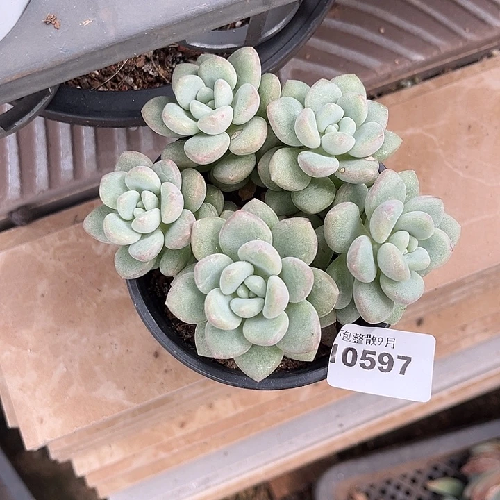 阿雅园艺。       597泡泡糖