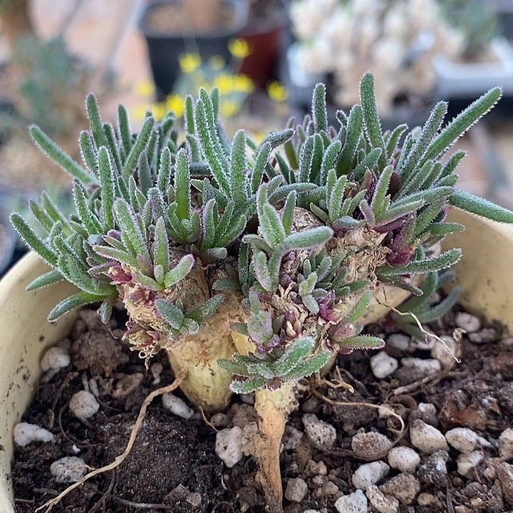 823天赐一一一一一一一带盆一一