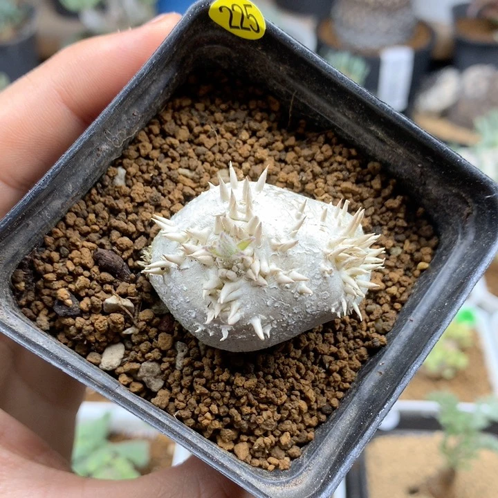 225号惠比须笑母本带盆多肉