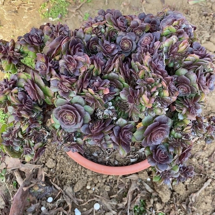 江****姐270万缀化老桩朵朵