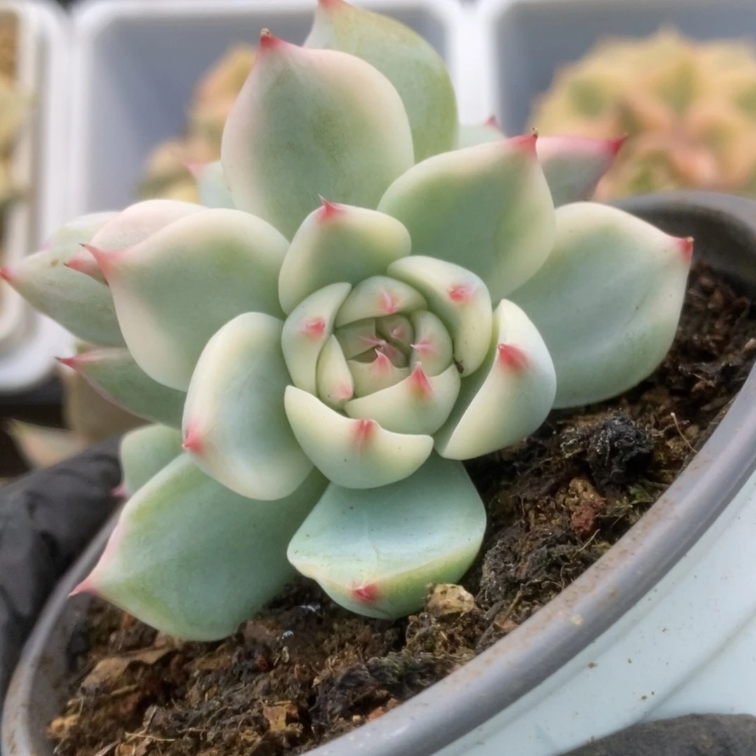 074锦锦锦锦锦锦锦锦锦锦