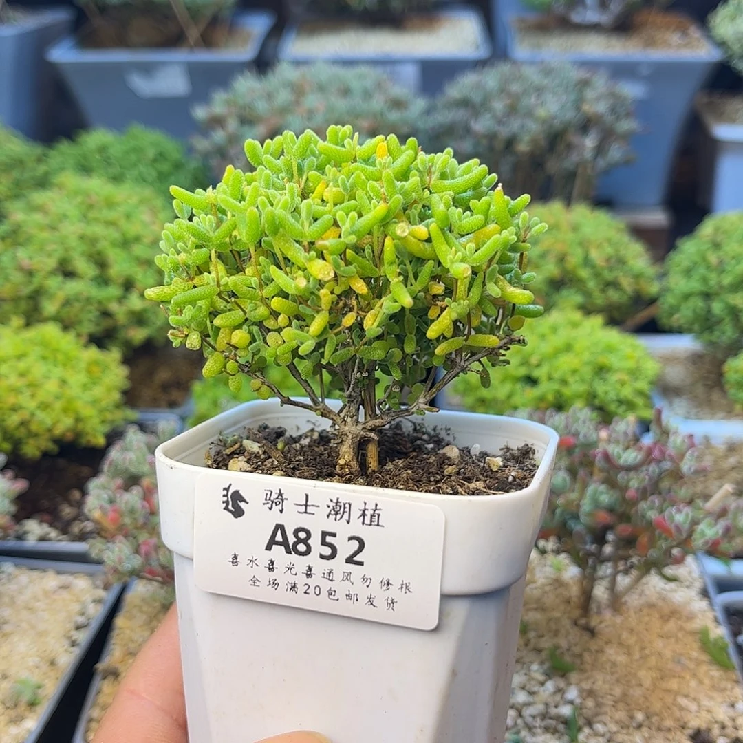 852蜜橘糖球枝干番杏