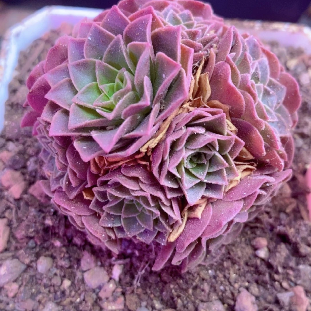 孤品花球一物一拍587山地玫瑰