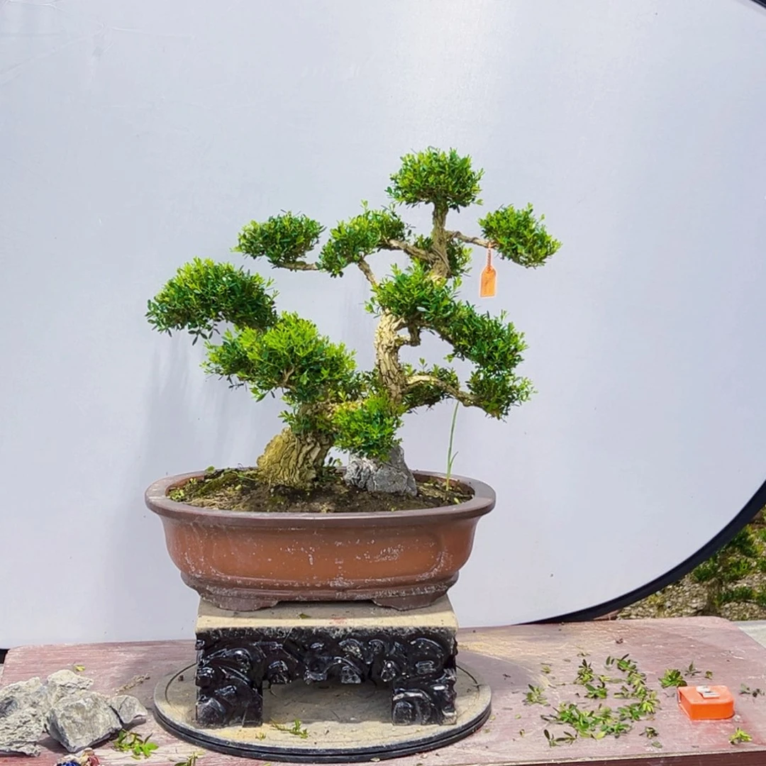 无花朵高端黄杨盆景艺术