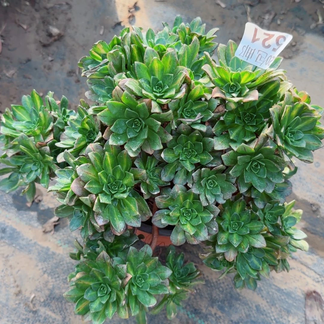 花茶521满20包邮断枝不包