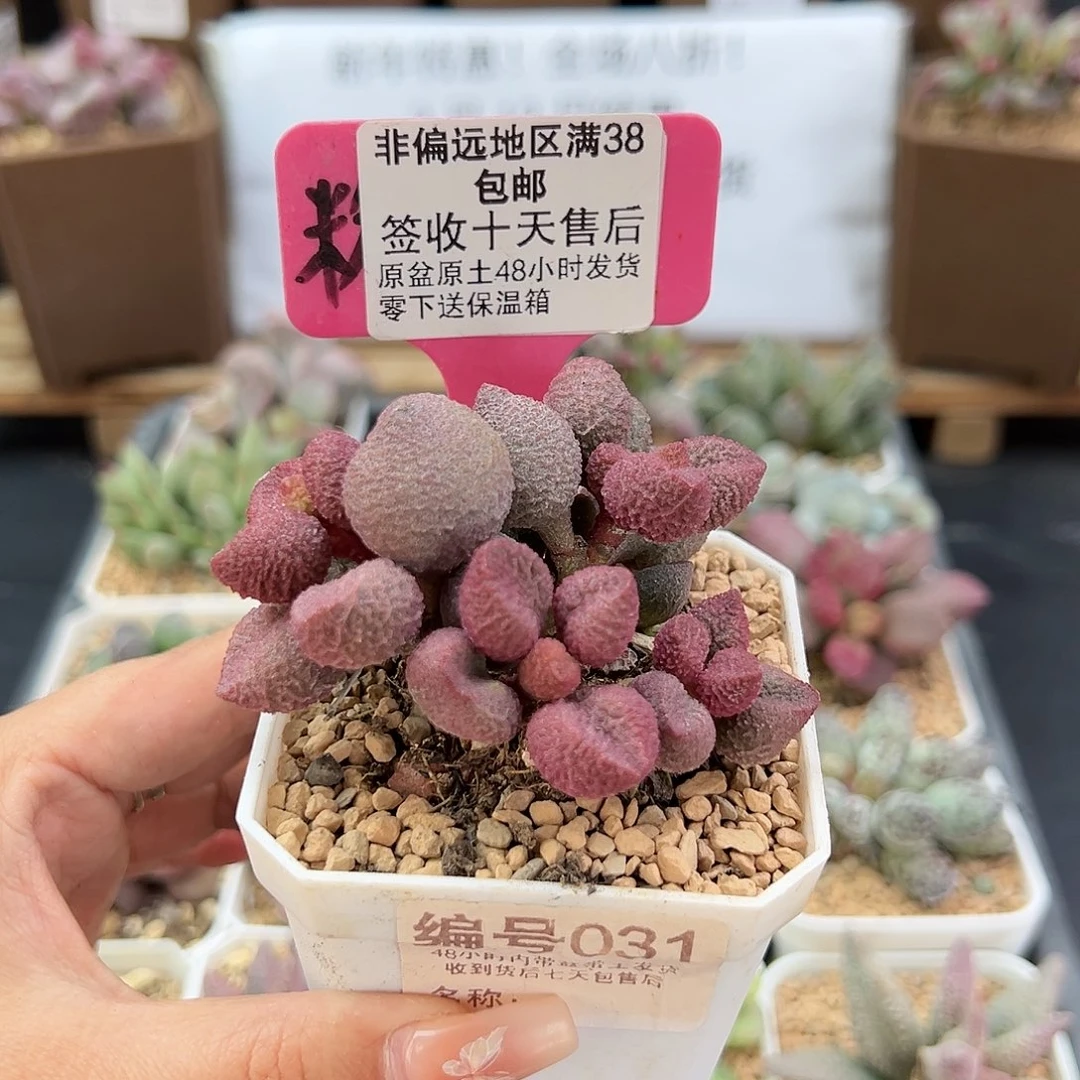 031水蜜桃多肉植物