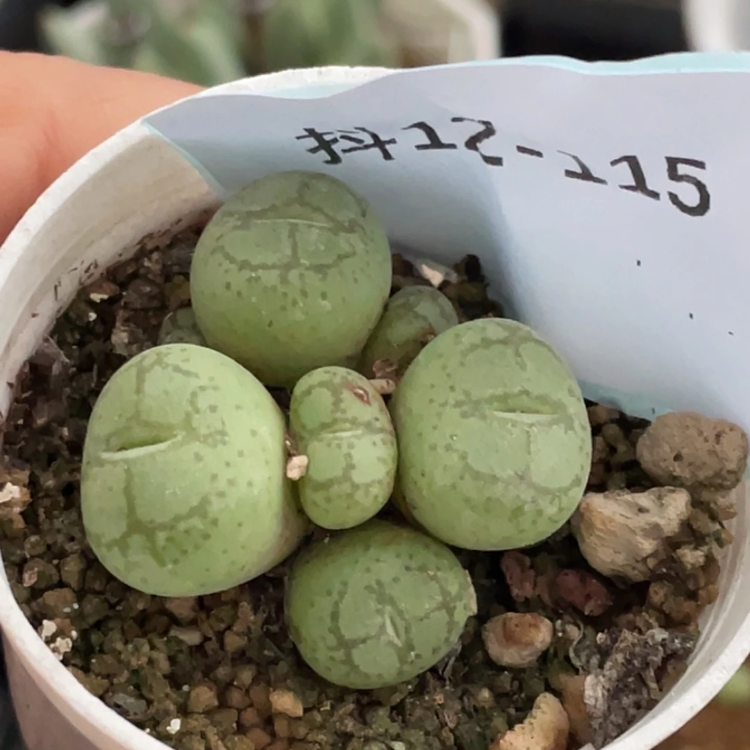 12-115猴多肉植物肉锥