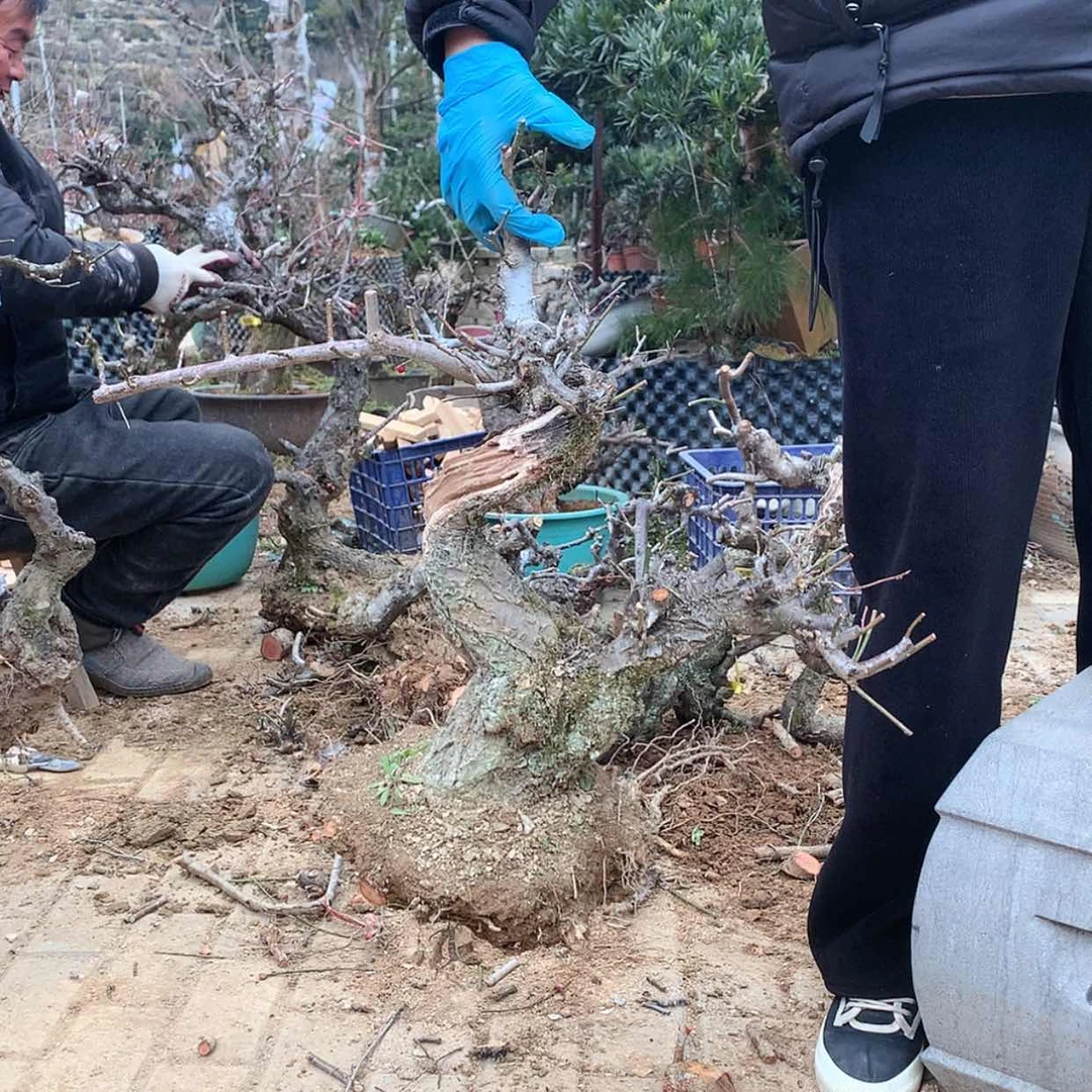 【闪购商品】卖花渔村梅花