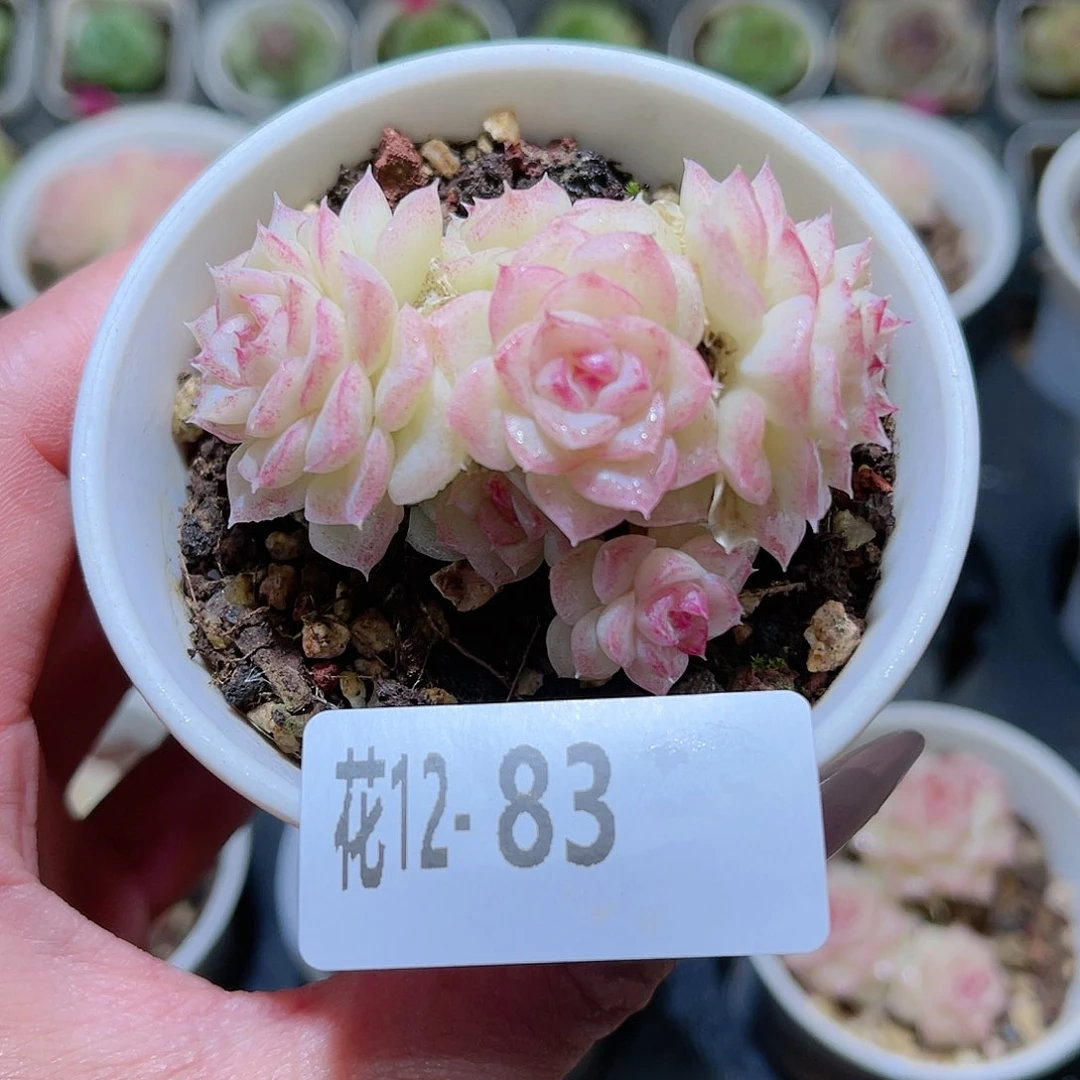 花利美12-83白天鹅