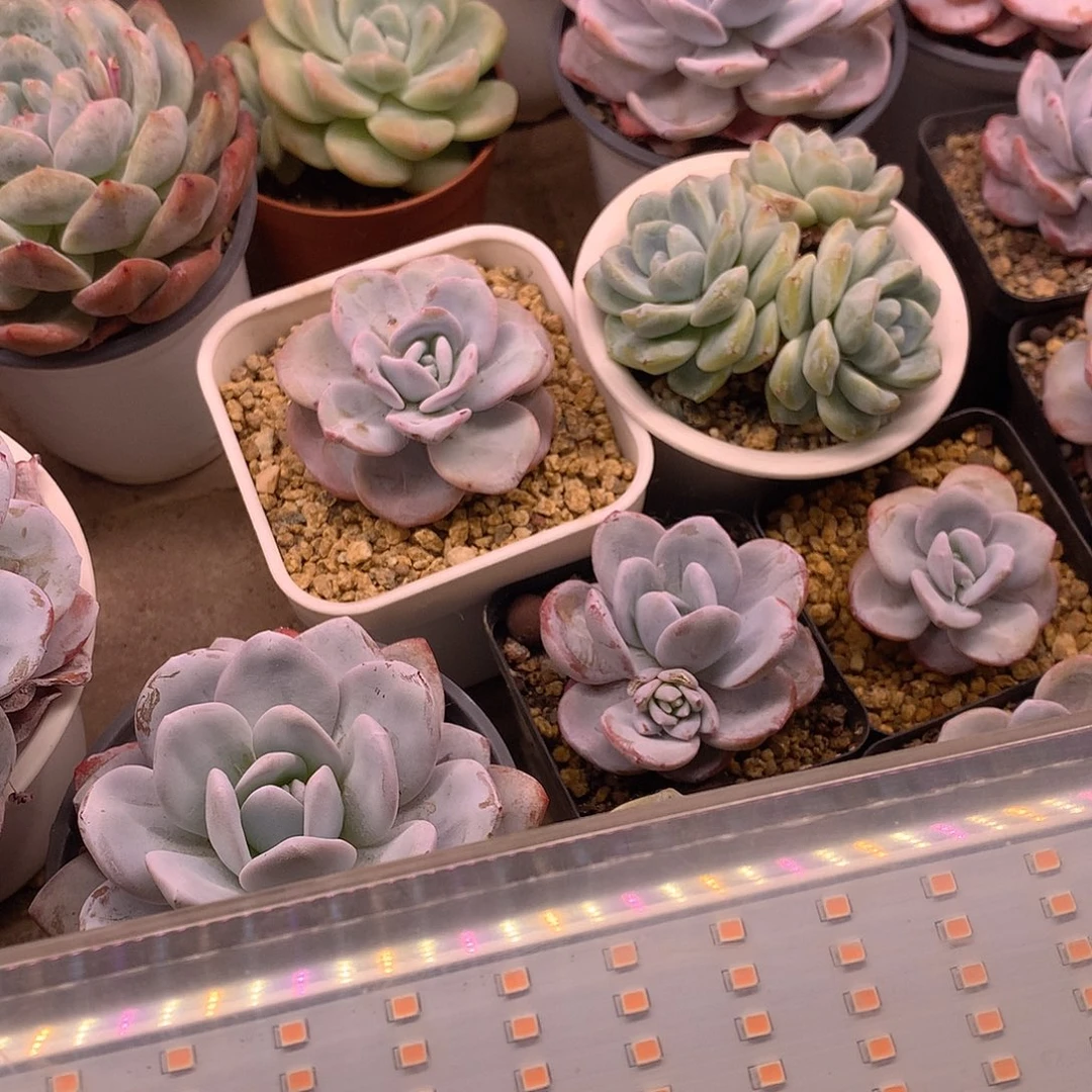 大***眼多肉植物补光灯90