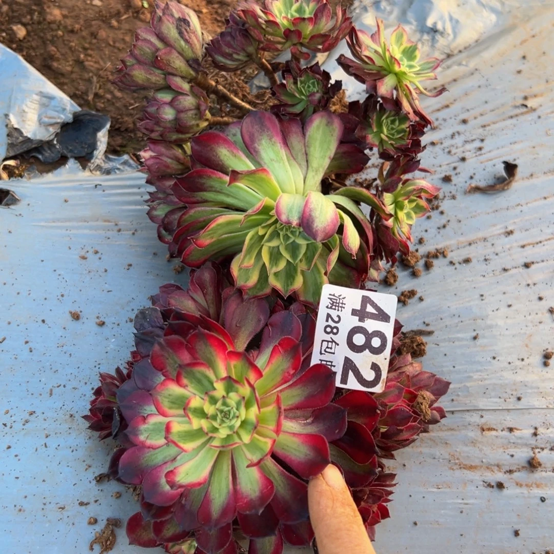 多肉植物482两颗无售后
