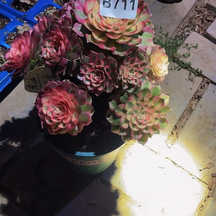 用****4多肉法师711号荔枝发货