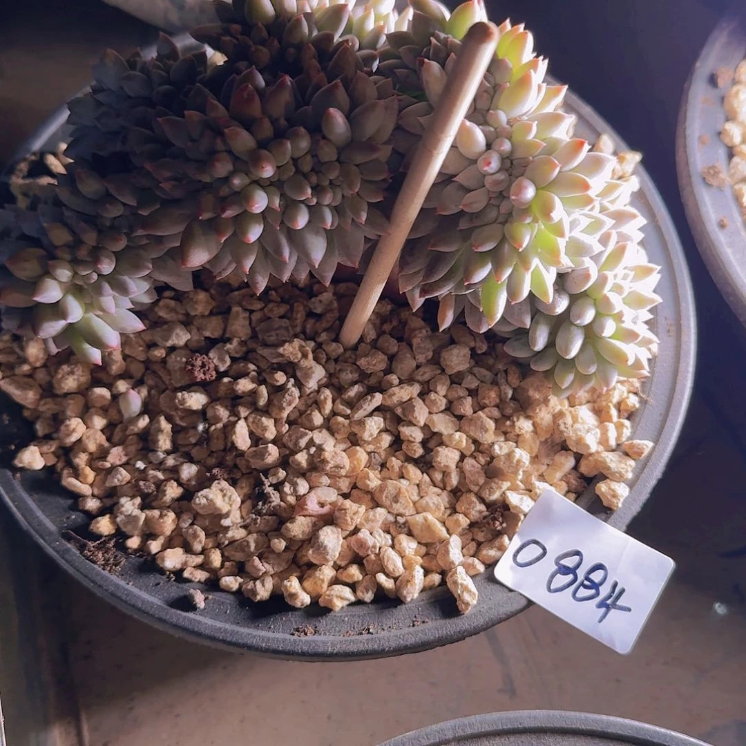 战****拒0884所罗门缀多肉