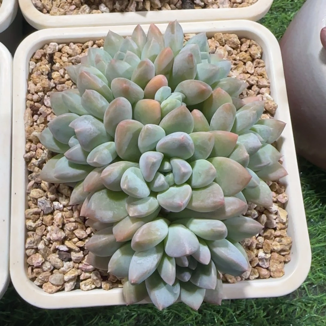 一物一拍140盆奶糖